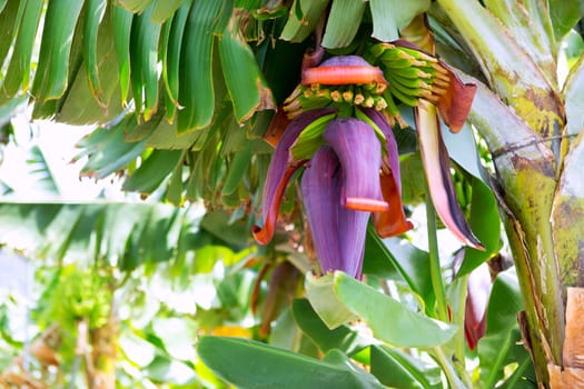 Canarian Banana plantation Platano in La Palma Canary Islands