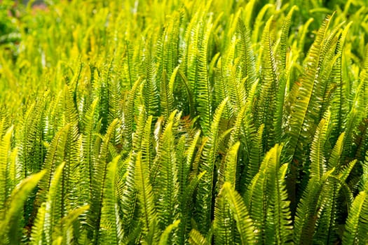 Fern Pteridium aquilinum plant in Canary islands