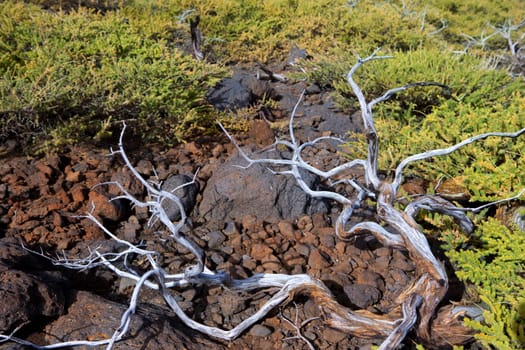 Dried branches over soil in La palma Caldera de Taburiente at Canary islands