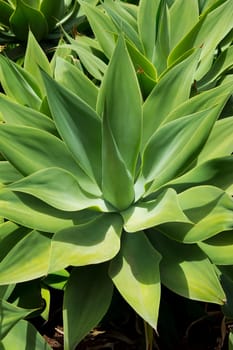 Agave Attenuata cactus plant from Canary Islands in La Palma