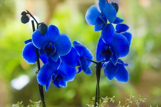 Blue phalaenopsis orchid flowers with green blur garden background