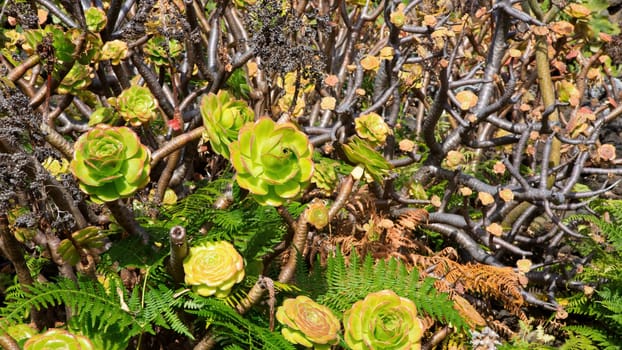 Aeonium canariense Verode Bejeque cactus plant from Canary Islands