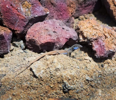 La Palma typical lizard Tizon Gallotia galloti palmae in La Palma Canary Island
