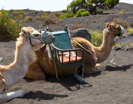 Camels in San antonio Volcano of La Palma at Canary Islands
