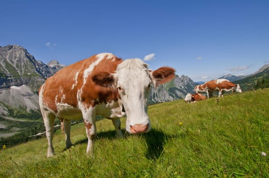Alpine cows on the Karwendel
