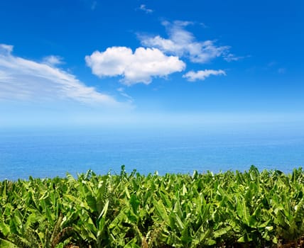 Canarian Banana plantation near the ocean in La Palma Canary Islands