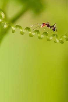 ant formica rufa on grass