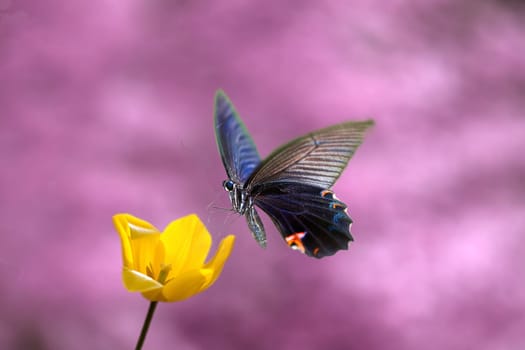 Beautiful butterfly on the flower for adv or others purpose use