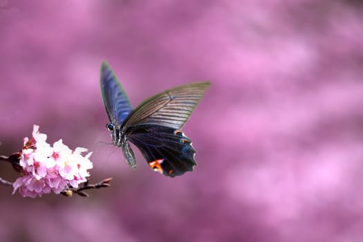 Beautiful butterfly on the flower for adv or others purpose use