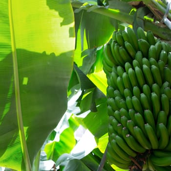 Canarian Banana plantation Platano in La Palma Canary Islands