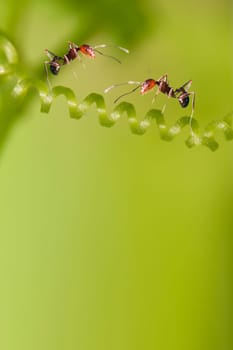 ant formica rufa on grass