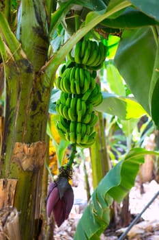 Canarian Banana plantation Platano in La Palma Canary Islands