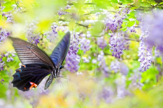 Beautiful butterfly on the flower for adv or others purpose use