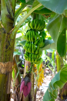 Canarian Banana plantation Platano in La Palma Canary Islands