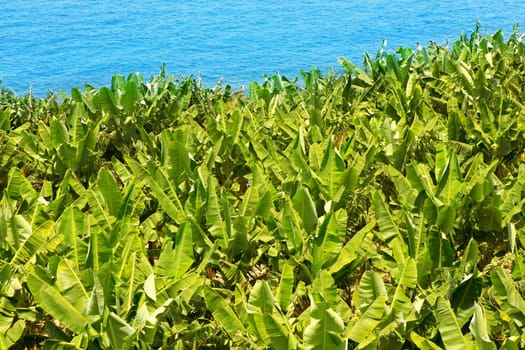 Canarian Banana plantation near the ocean in La Palma Canary Islands