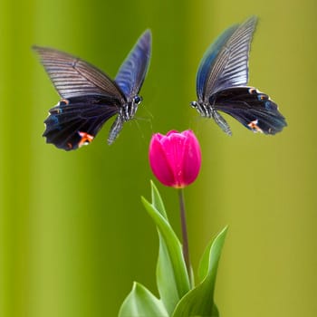 Beautiful butterfly on the flower for adv or others purpose use