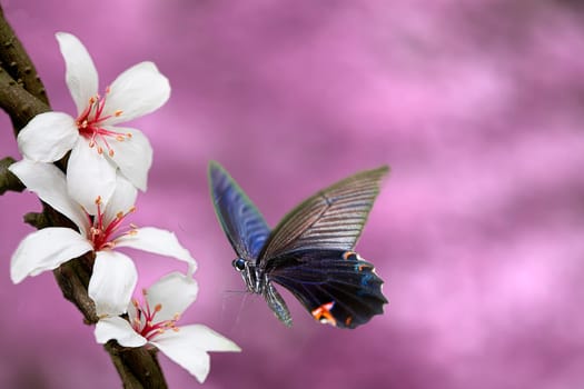 Beautiful butterfly on the flower for adv or others purpose use