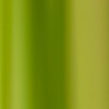 natural green background with selective focus