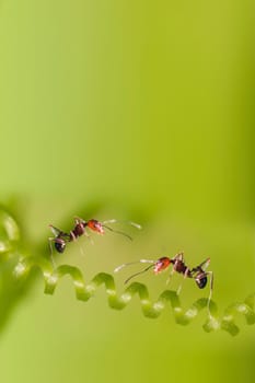 ant formica rufa on grass