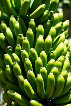 Canarian Banana plantation Platano in La Palma Canary Islands