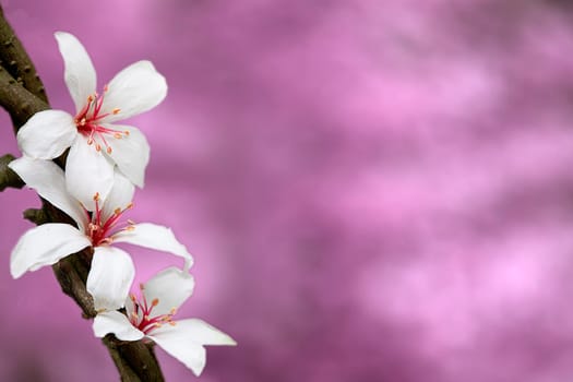 flower in colorful ink splattered pink background. Vector design