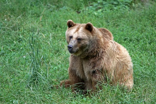 Brown bear