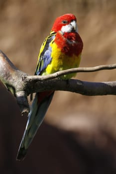 Rosella parakeet