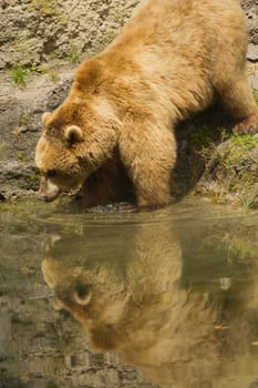Brown bear taking a bath in the lake. Vertically.