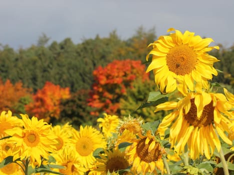 Sunflower field next to autumnal maple trees