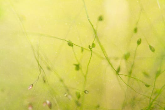 leaf background texture, mixed for adv or others purpose use