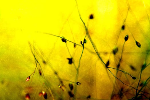 leaf background texture, mixed for adv or others purpose use