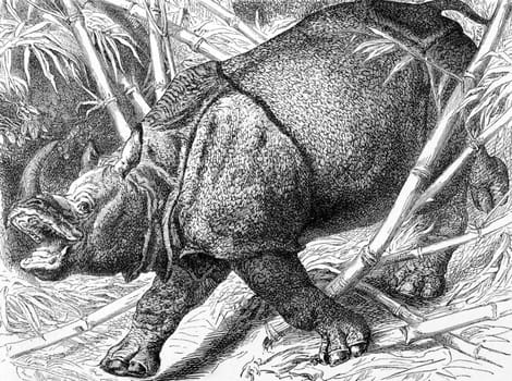 Indian Rhinoceros on engraving from 1890. Engraved by unknown artist and published in Meyers Konversations-Lexikon, Germany,1890.