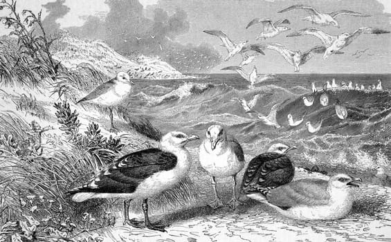 Seagulls on engraving from 1890. Engraved by unknown artist and published in Meyers Konversations-Lexikon, Germany,1890.