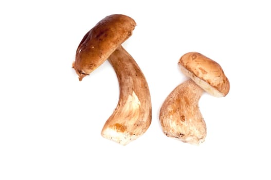 Two raw porcini mushrooms on white background