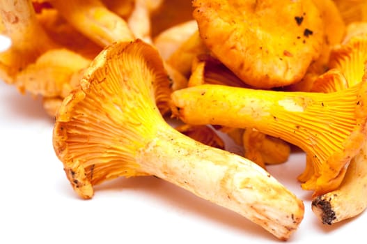 Close-up edible mushroom chanterelle