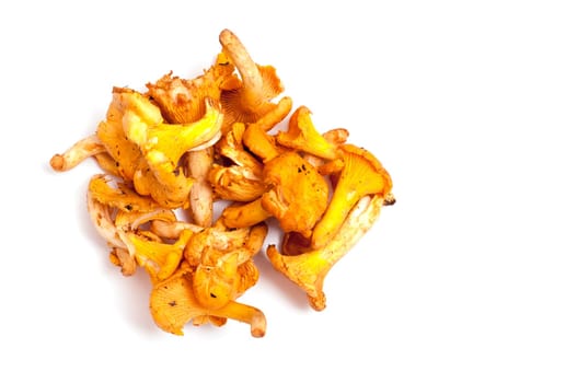 Raw edible chanterelles on white background
