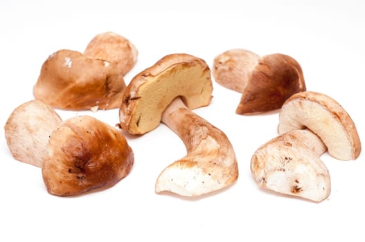 Several porcini mushrooms on white background