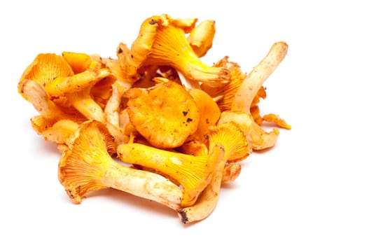 Edible mushroom chanterelles on white background