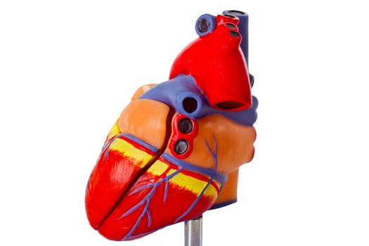 Model of a human heart - isolated on white background