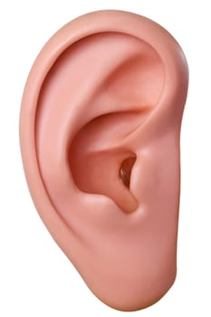 Ear cup exposed on white background