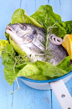 fresh sea bream