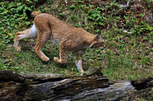 Lynx
