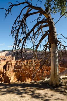 dry tree in Bryce Canyon in Utah in the United States of America