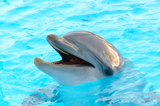dolphin with the head above water