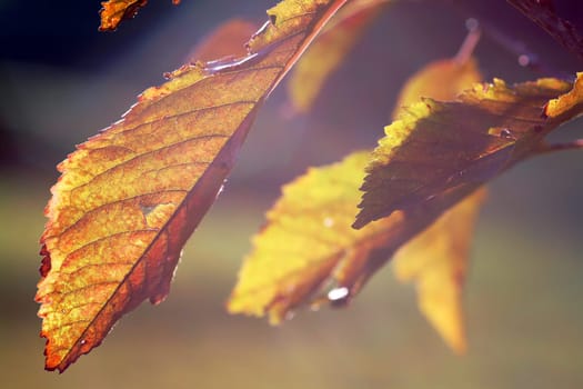 Golden October