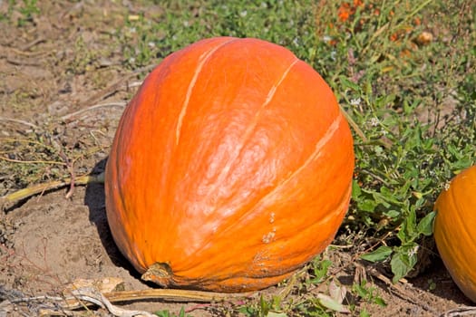 big orange pumpkin on a rural field