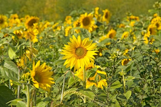yellow sunflower field with lots of blossoms