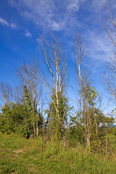 trees without leaves on blue sky