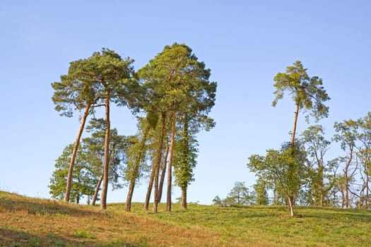 some lonely pine trees on a green grass hill