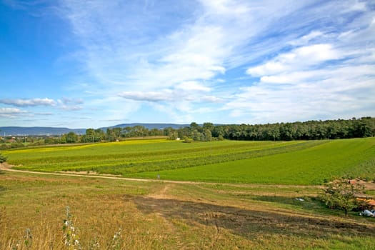 green farmland with blue cloudy sky